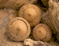 sensuous cluster of acorns on facade of Circe's palace; acorns also food for the pigs